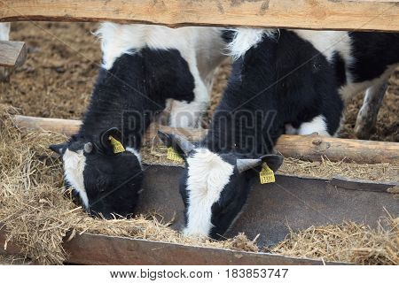Gomel, Belarus - 19 April 2017: Young Bulls Graze The Hedge And Eat Silage.