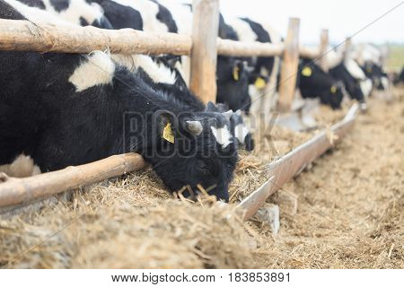 Gomel, Belarus - 19 April 2017: Young Bulls Graze The Hedge And Eat Silage.