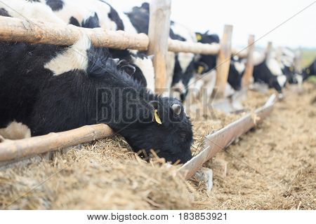 Gomel, Belarus - 19 April 2017: Young Bulls Graze The Hedge And Eat Silage.