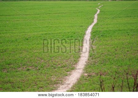 Path Through The Green Field In Spring