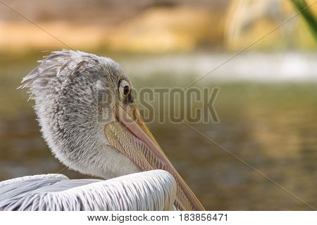 Pelecanus Close-up detail view of a pelican eye philippensis