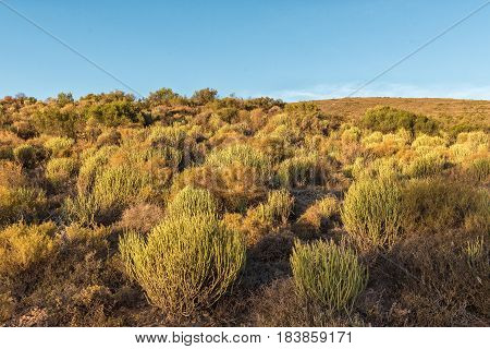 Vegetation in the last rays of the sun on a farm near Montagu in the Western Cape Province