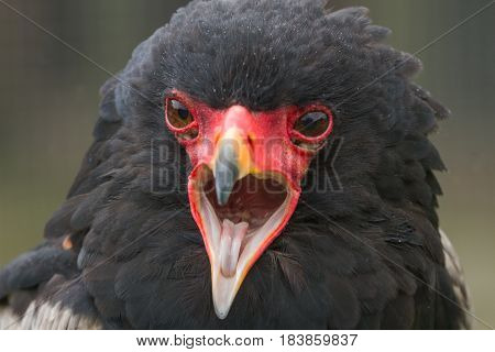 photo portrait of a Bateleur eagle calling