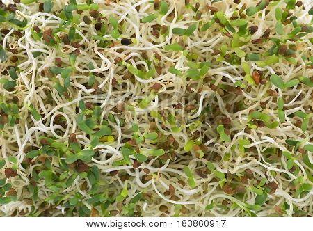 Closeup heap of alfalfa sprouts background. food