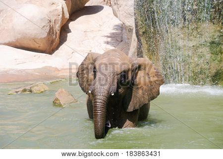 Elephant bathing portrayed abreast with waterfall of bottom(fund)