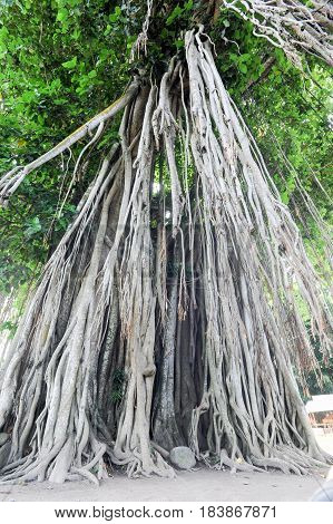 Large old tree overgrown with lianas at Borobudur on Java Indonesia