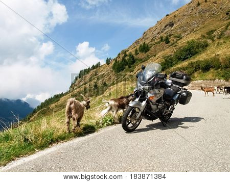 Passo San Marco Italy - August 25 2015: mountain goats resting near teh motorbyke