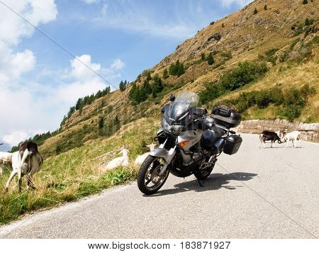 Mountain Goats