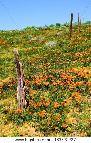 Rustic forgotten wooden fence on an abandoned ranchland at lush green grasslands with Poppy Flowers taken in a rural prairie