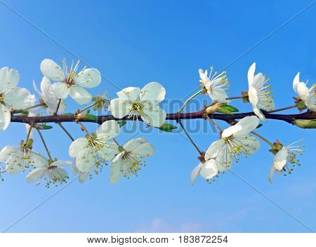 branch with cherry blossoms against blue sky horizontal