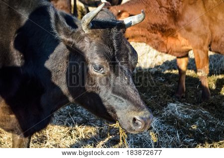 Black bull jersey cow staring and eating grass with horns closeup