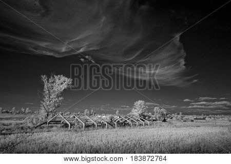 Landscape in infrared light. Beautiful unusual tree species in summer in Russia. This is a new technical skill.