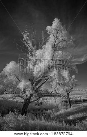 Landscape in infrared light. Beautiful unusual tree species in summer in Russia. This is a new technical skill.