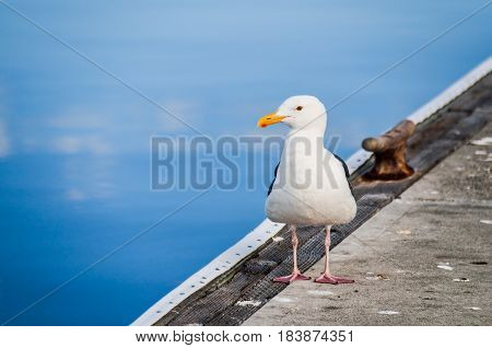 Seagull standing on pier by calm water in harbor