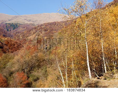 Woods And Mountains