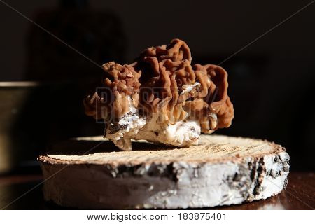 Gyromitra mushroom and birch circle in close-up on the dark background