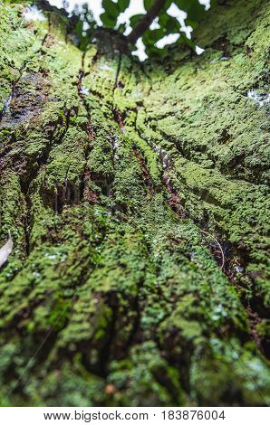 Decomposing Tree Bark Covered By Green Moss