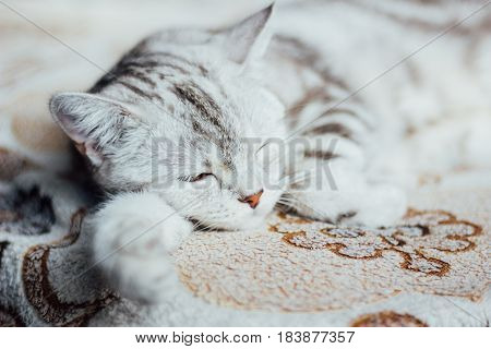 Scottish Straight cat - scottish cat with straigth ears