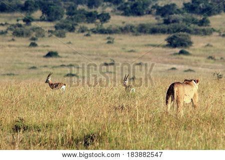 Lioness Hunting two Thomsons Gazelles. Maasai Mara Kenya