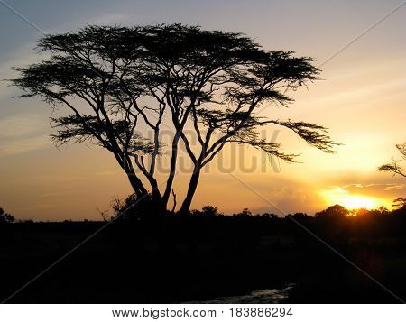 A silhouetted yellow fever tree against a golden African sunset