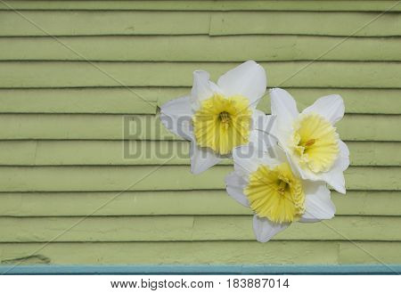 Three daffodils on top of a worn green wall with light blue strip at bottom