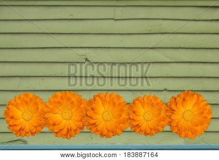 Background of worn green wall with light blue line at the bottom with a row of five orange marigolds for color contrast