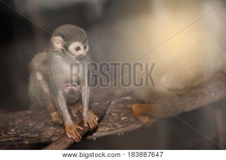 Amazing family of squirrel monkeys with a baby breastfeeding on it's mom's belly on tree.