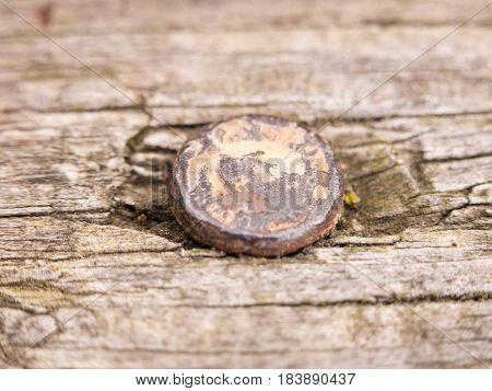 Old And Rust Screwhead Close Up Macro Inside Decayed Wood