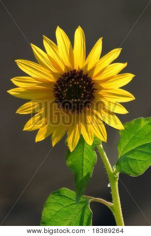 Sunflower.