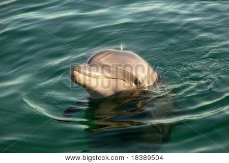 Delfines nadando en el agua del mar rojo en Eilat, Israel.