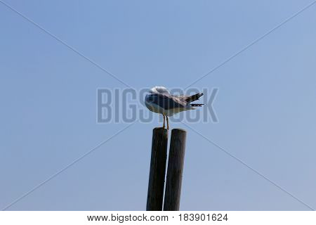 Gull Standing On Palisade