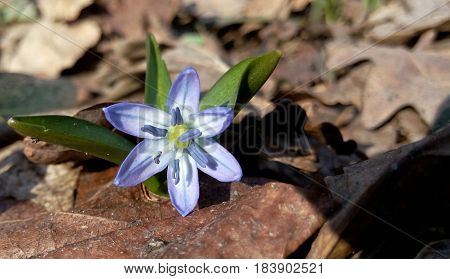 Spring snowdrop in the early sunny morning
