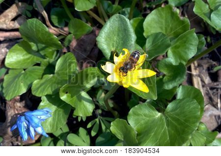 The bee on the flower may not be the largest one, but it's good
