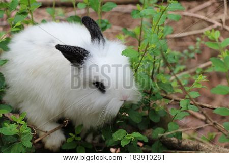 A Black and White Baby Lionhead Rabbit Nibbling on a Shrub