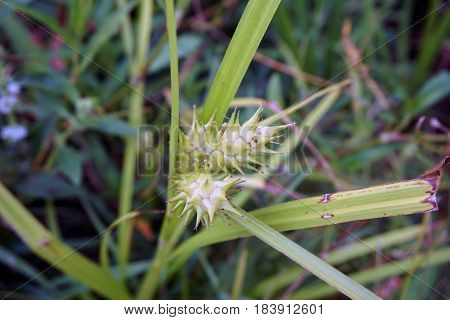 Gray's sedge (Carex grayi) blooms near a small lake in Joliet, Illinois during July.
