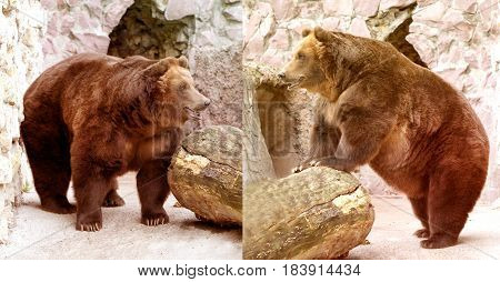 Beautiful large brown bear photographed close up