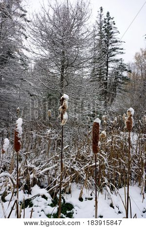 Fresh snow on the heads of common cattails (Typha latifolia, also called bulrushes) and other plants in the Fourth Street Swamp in Harbor Springs, Michigan during November.
