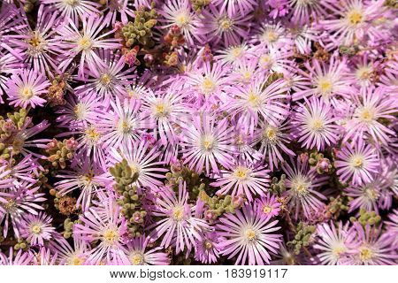 Pink flower on an Ice plant succulent Carpobrotus edulis creeping ground cover textured background