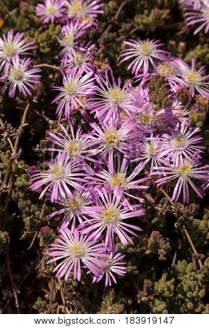 Pink flower on an Ice plant succulent Carpobrotus edulis creeping ground cover textured background