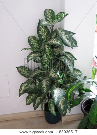 Large Variagated House Plant in pot on landing