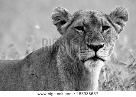 Portrait of a scarred lioness in black and white