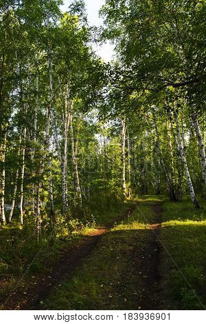 Forest road in summer with the sunbeams of light making the way through the trees. Mysterious climate with amazing beams of light entering into woods.