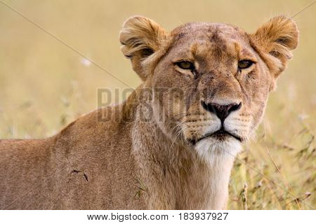 Portrait of a scarred lioness on the African savannah