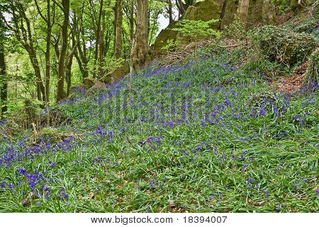 Bluebell træ