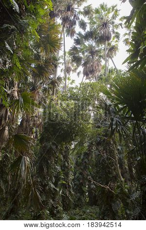 Island taraw palm. Pa Kam Chanod Amazing Thailand.