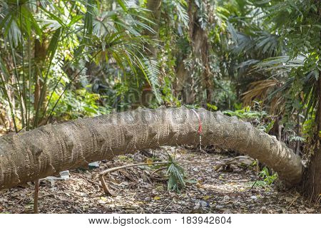 Island taraw palm. Pa Kam Chanod Amazing Thailand.