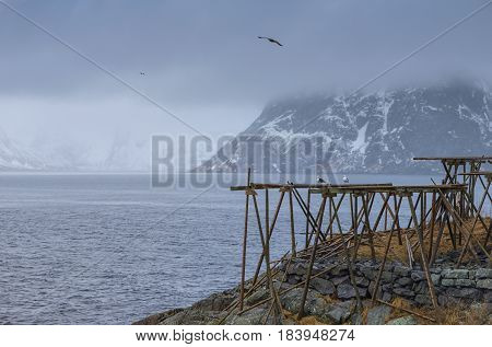 Classical Wooden Poles Constructions Made for Cod Drying Process at Lofoten Islands in Norway.Horizontal Shot