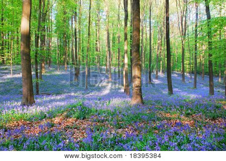 野生ブルーベル ヒヤシンスとブナ林の樹木の 'Hallerbos'、ベルギー