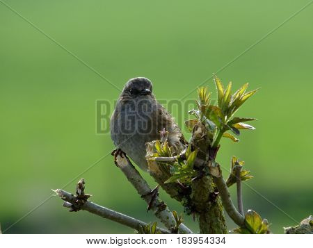 Hedge sparrow perched on top of small tree