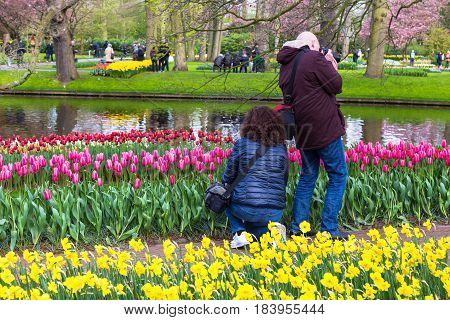 Lisse The Netherlands - 11 April 2017 - Tourists enjoy taking pictures of colorful tulips at Keukenhof known as Garden of Europe in Lisse The Netherlands or Holland on April 11 2017.